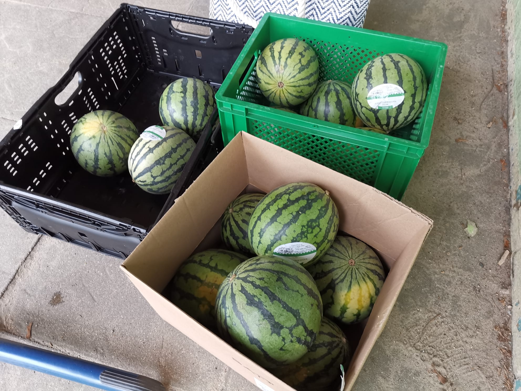 Wassermelonenaktion: Ein erfrischendes Highlight bei den Bundesjugendspielen